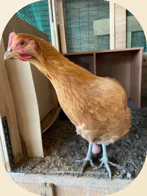 niwatori(294x392)(Squircle)(beige5)